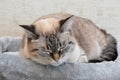 Sleeping grey domestic cat close-up