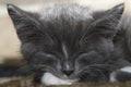 Sleeping Grey Kitten Royalty Free Stock Photo