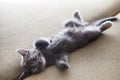 Sleeping grey kitten Royalty Free Stock Photo