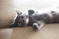 Sleeping grey kitten Royalty Free Stock Photo