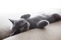 Sleeping grey kitten Royalty Free Stock Photo