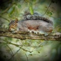 Sleeping Grey Squirrel