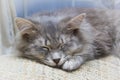 Sleeping grey striped kitten