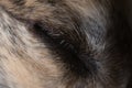 Sleeping greyhound dog\'s closed eye. Eyelash and fur detail, super macro