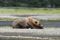 a sleeping grizzly bear Royalty Free Stock Photo