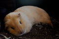 A sleeping Guinea pig Royalty Free Stock Photo
