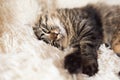 Sleeping happy tabby cat on fur cover