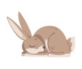 Sleeping Hare or Jackrabbit as Swift Animal with Long Ears and Grayish Brown Coat Vector Illustration