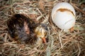 Sleeping hatchling Royalty Free Stock Photo