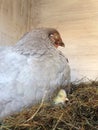 Sleeping hen with sleeping breed under wings Royalty Free Stock Photo