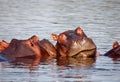 Sleeping hippo Royalty Free Stock Photo