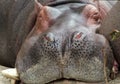 Sleeping Hippo front profile Royalty Free Stock Photo