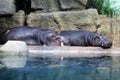 Sleeping hippos on the concrete bank of the artificial pond