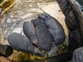 Sleeping hippos