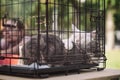 Sleeping homeless cats from shelter for animals in cage at special charity exhibition, expecting them to find kind owner