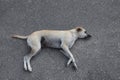 Sleeping homeless dog lying on asphalt ground