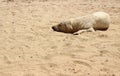 Sleeping homeless dog on a sandy