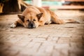 Sleeping Homeless Lonely Street Dog Royalty Free Stock Photo