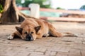 Sleeping Homeless Lonely Street Dog on the footpath Royalty Free Stock Photo