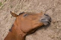 Sleeping horse