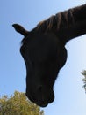 Sleeping horse. Black horsehead with closed eyes.