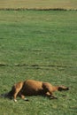 Sleeping horse in field Royalty Free Stock Photo