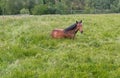 Sleeping horse in the field. Animals grazing. Horse breeding. Green field near the forest.