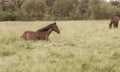 Sleeping horse in the field. Animals grazing. Horse breeding. Green field near the forest.