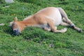 Sleeping horse Royalty Free Stock Photo