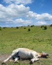 Sleeping Horse Haflinger in Summer Royalty Free Stock Photo