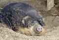 Sleeping hungarian woolly pig, Royalty Free Stock Photo