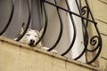 Sleeping husky window domestic animal funny scene portrait