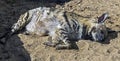 Sleeping hyena 4 Royalty Free Stock Photo
