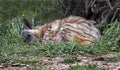 Sleeping hyena 3 Royalty Free Stock Photo
