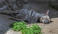 Sleeping hyena 7 Royalty Free Stock Photo