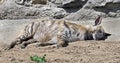 Sleeping hyena 1 Royalty Free Stock Photo