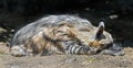 Sleeping hyena 2 Royalty Free Stock Photo