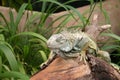 Sleeping Iguana Royalty Free Stock Photo