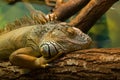 Sleeping iguana Royalty Free Stock Photo