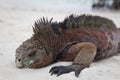 Sleeping Iguana on Beach Royalty Free Stock Photo