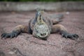 Sleeping Iguana Royalty Free Stock Photo