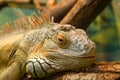 Sleeping iguana on a tree Royalty Free Stock Photo