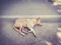 Sleeping indian dog at road side