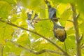 Sleeping Indian Flying Fox or Giant Fruit Bat