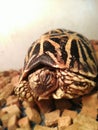 Sleeping Indian Star Tortoise