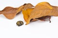 Sleeping insect with the leaf
