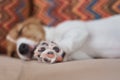 Sleeping jack russel terrier puppy dog on the sofa, focus on paw