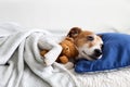 Sleeping jack russel terrier puppy Royalty Free Stock Photo