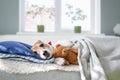 Sleeping jack russel terrier