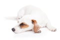 Sleeping Jack Russell terrier